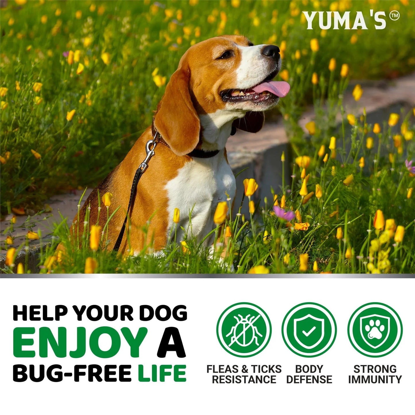 Flea And Tick Prevention For Dogs Chewables 170 Treats Natural Dog